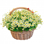 Композиция в корзине "Волшебный рассвет"